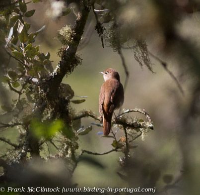 Nightingale glimpsed through dense cover photo Nightingale-0176_zpse5f72fe5.jpg