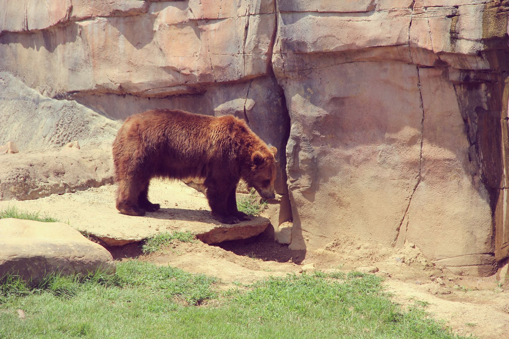 Bear at the Memphis Zoo // http://www.tenfeetoffbeale.com