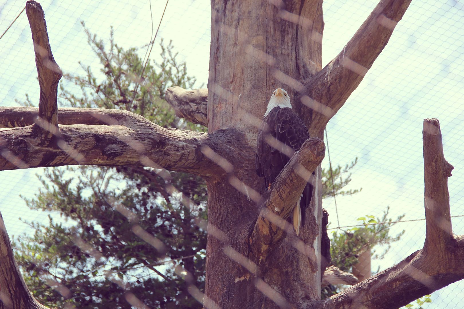 Eagle at the Memphis Zoo // http://www.tenfeetoffbeale.com