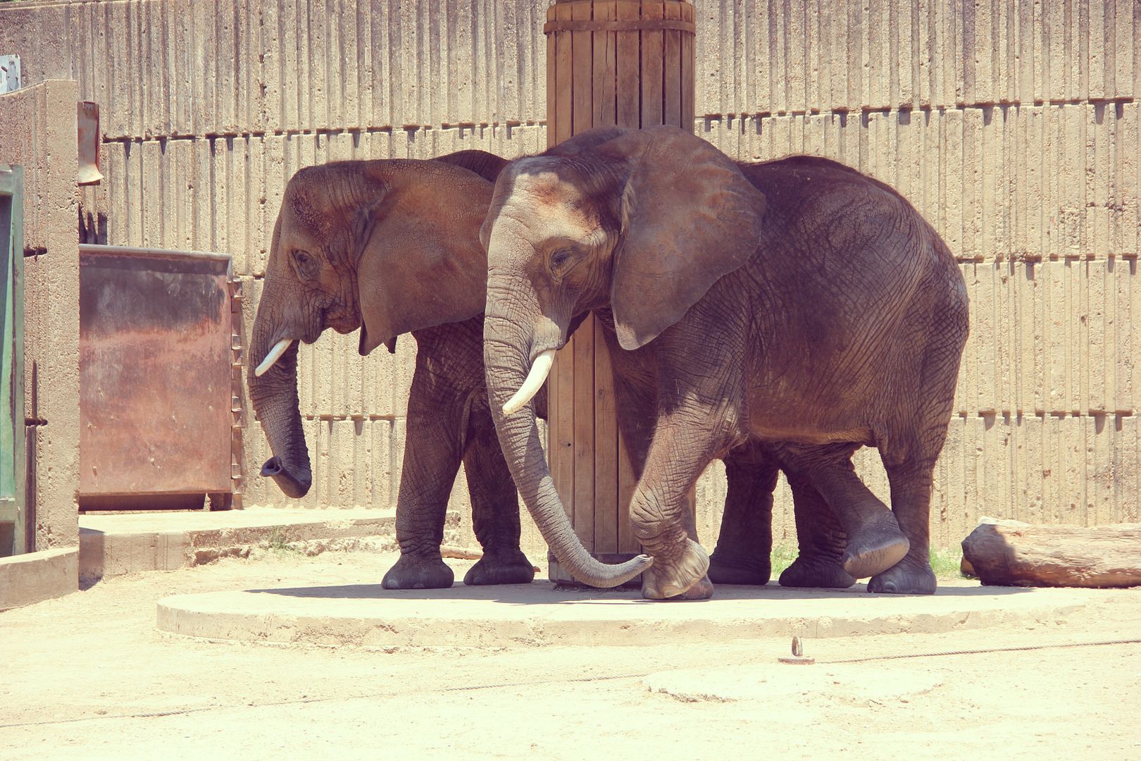 Elephants at the Memphis Zoo // http://www.tenfeetoffbeale.com