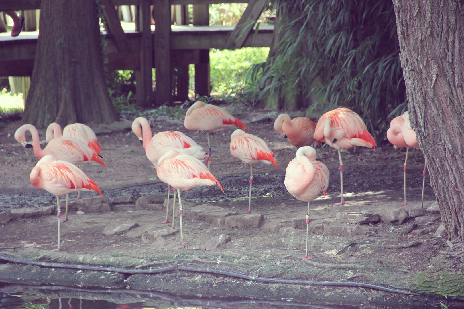 Flamingos at the Memphis Zoo // http://www.tenfeetoffbeale.com