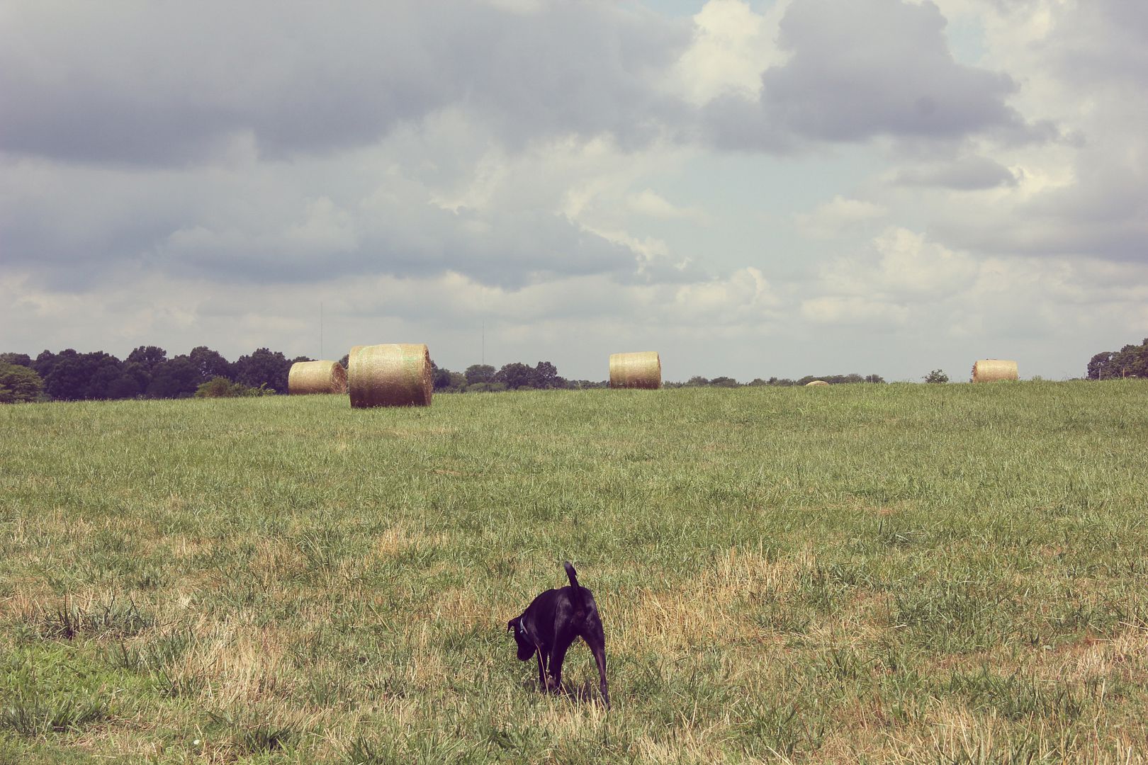 Harrison at the Shelby Farms Dog Park .. http://www.tenfeetoffbeale.com