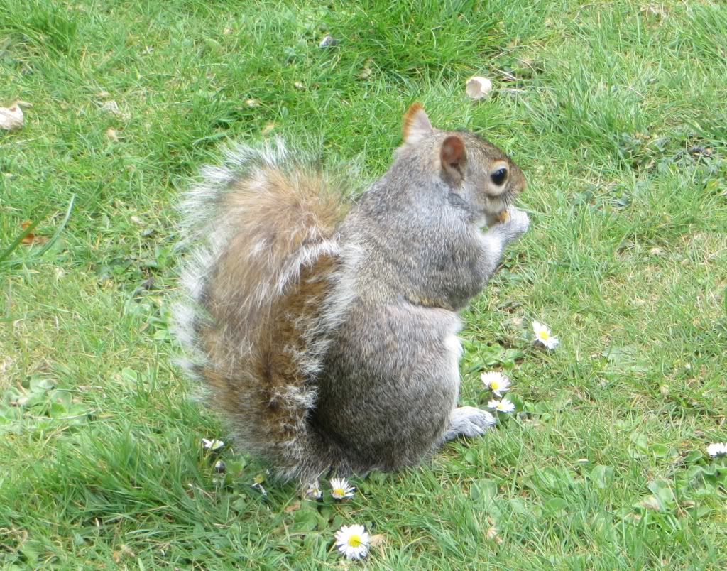 Today there is a squirrel looking in the window from the patio here at