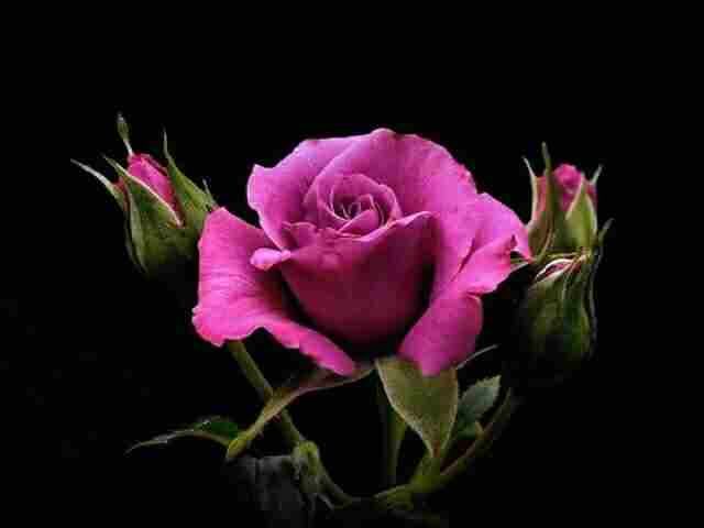 flowers photo: Pink Purple Rose imagejpeg3_zps1119fe1b.jpg
