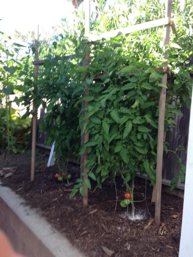 Is rebar safe to use as tomato stakes?
