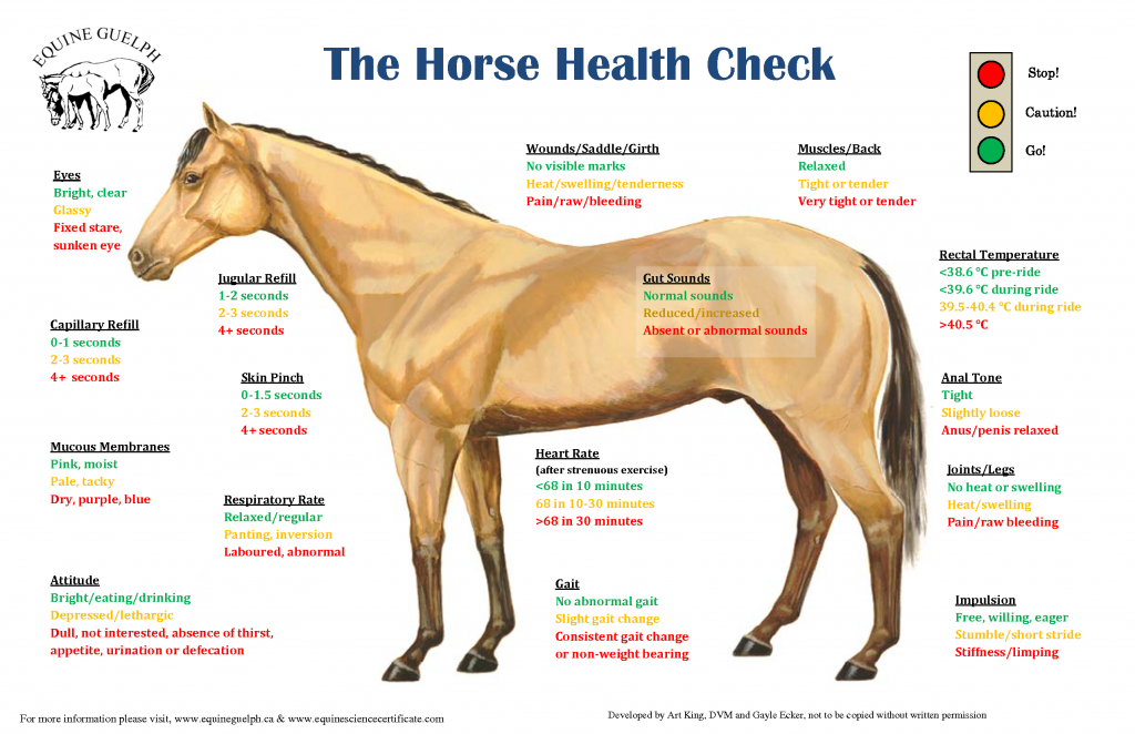 understanding-painless-spanish-horse-products-earlenedelgado