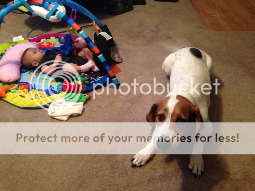 My dog ate a diaper! Will he be ok? - Page 2 - BabyCenter My Dog Ate Paint Will He Be Ok