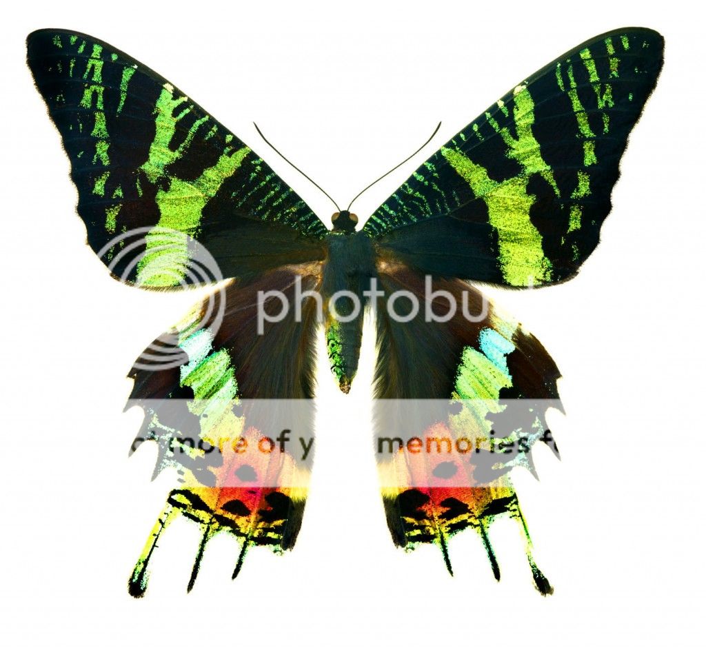 WF-Multi-Colored-Butterfly-copy-1024x943_zpsefad11c2.jpg