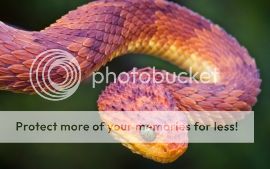 bush_viper_pink_snake-t2_zpsbf3cea59.jpg